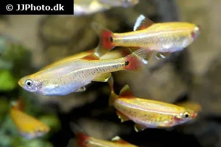 Näsets Ciklidhobby Tanichthys Gold kardinalfisk 2,5–3 cm
