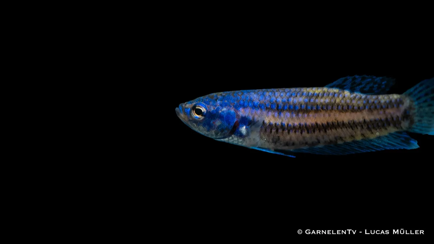 Garnelen TV Alien kampfisk hona Betta sp lugn