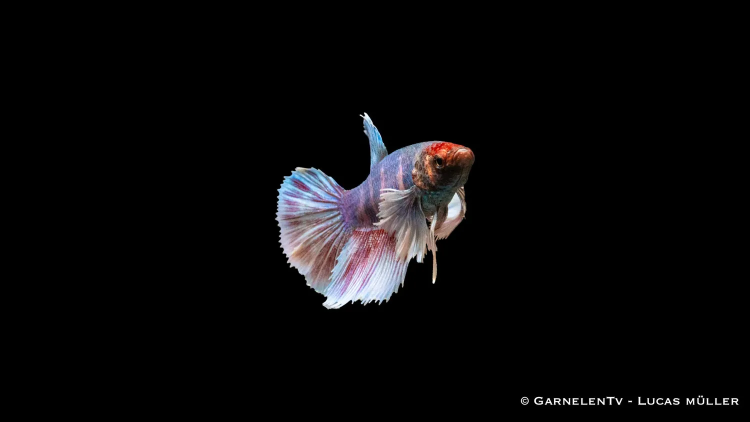 Garnelen TV Dumbo Ear kampfiskhona Betta 5–6 cm