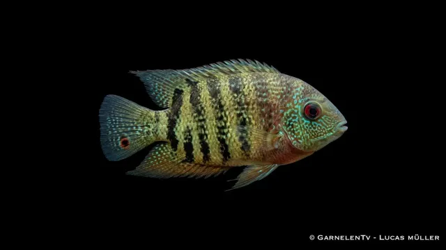 Garnelen TV Heros severum ciklid ögonfläck robust