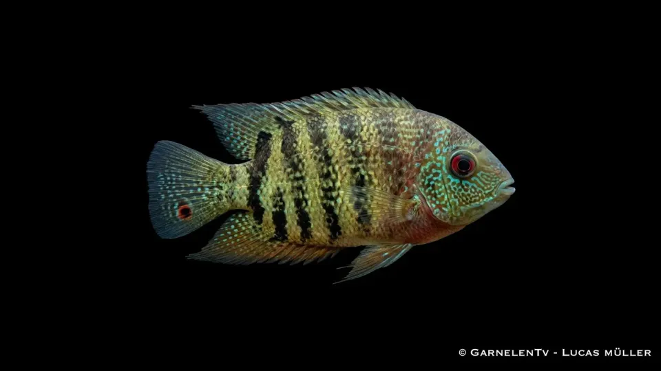 Garnelen TV Heros severum ciklid ögonfläck robust