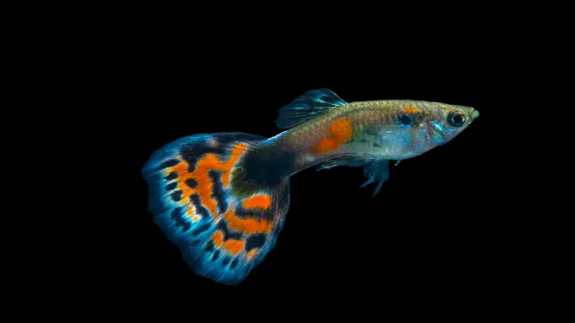 Garnelen TV Poecilia reticulata guppy hane tricolor färgrik