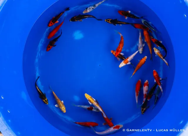 Garnelen TV Koi B Cyprinus carpio dammfisk 12–15 cm