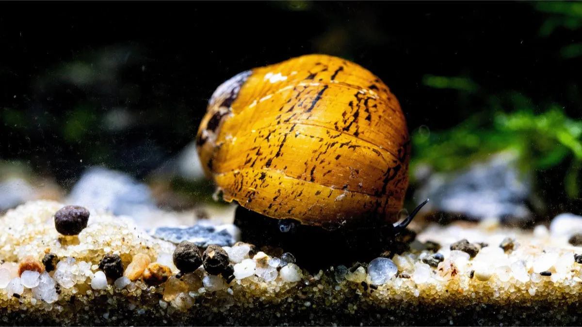 Garnelen TV O-Ring Neritodryas javanica akvariesnäcka algetare
