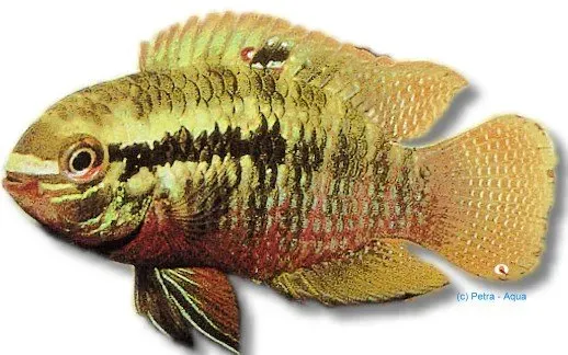 Näsets Ciklidhobby Laetacara dorsigerus ciklid 4–5 cm grön