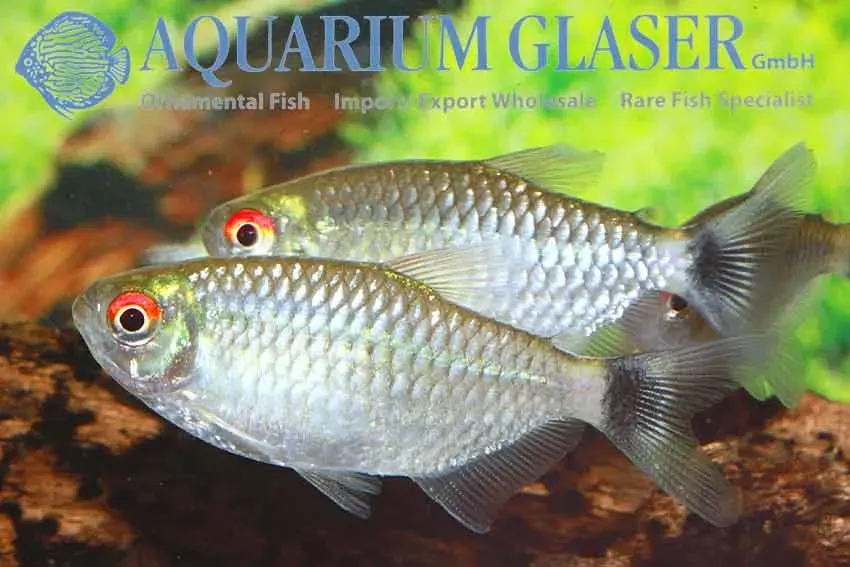 Näsets Ciklidhobby red eye tetra stimfisk lg silver