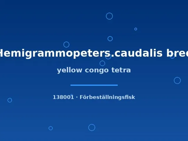 Näsets Yellow congo tetra stimfisk sm-md förbeställning