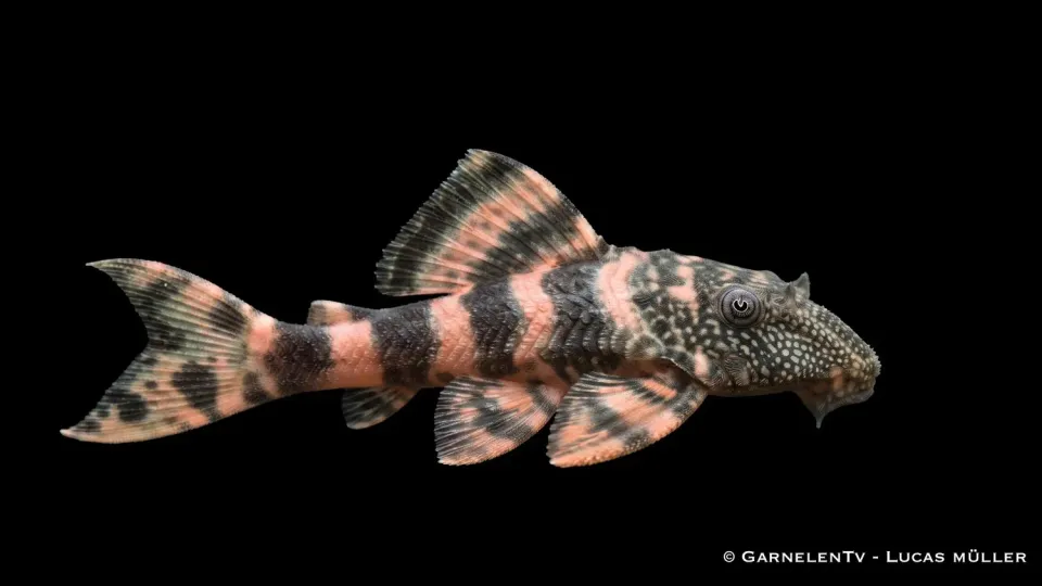 Panaqolus changae L226 pansarmal rosa tiger 7-10 cm