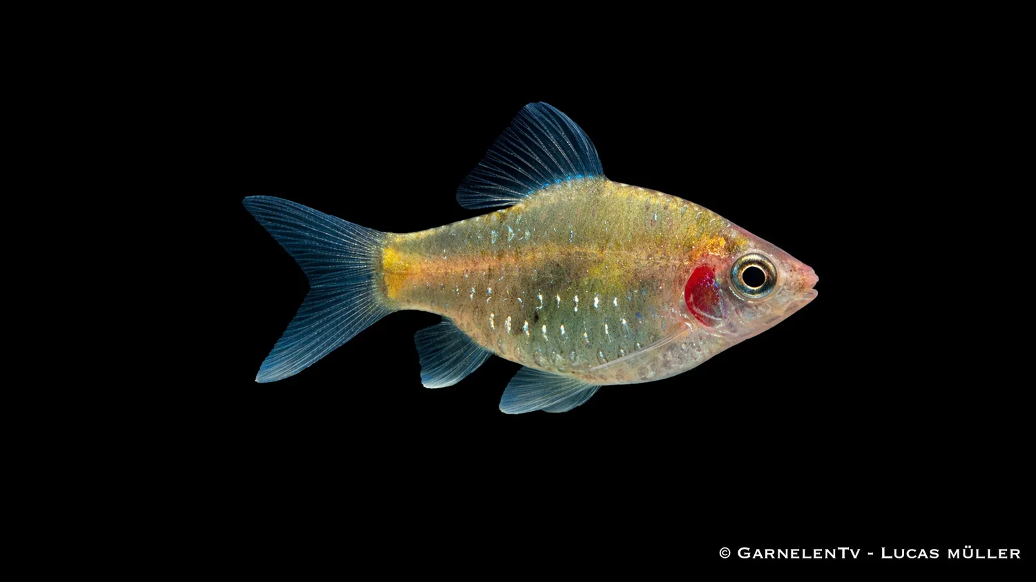 Garnelen TV Pethia nigrofasciata purpurbarb stimfisk 6 cm