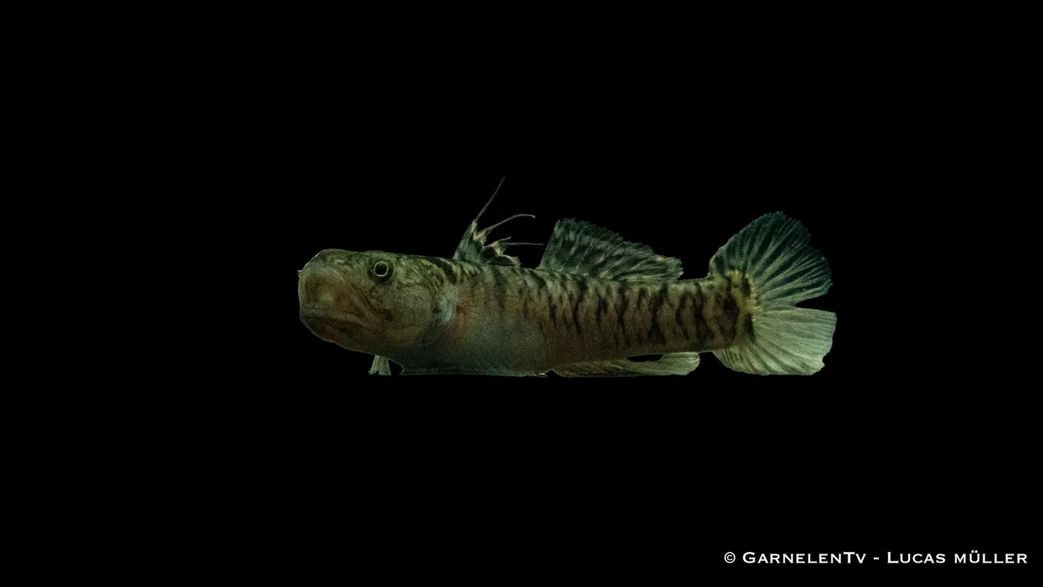 Garnelen TV guldstrimmig grundel Mugilogobius chulae gobi
