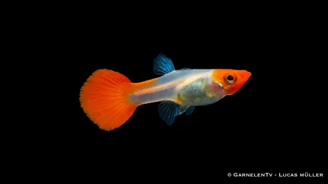 Garnelen TV koi tuxedo guppy hona akvariefisk