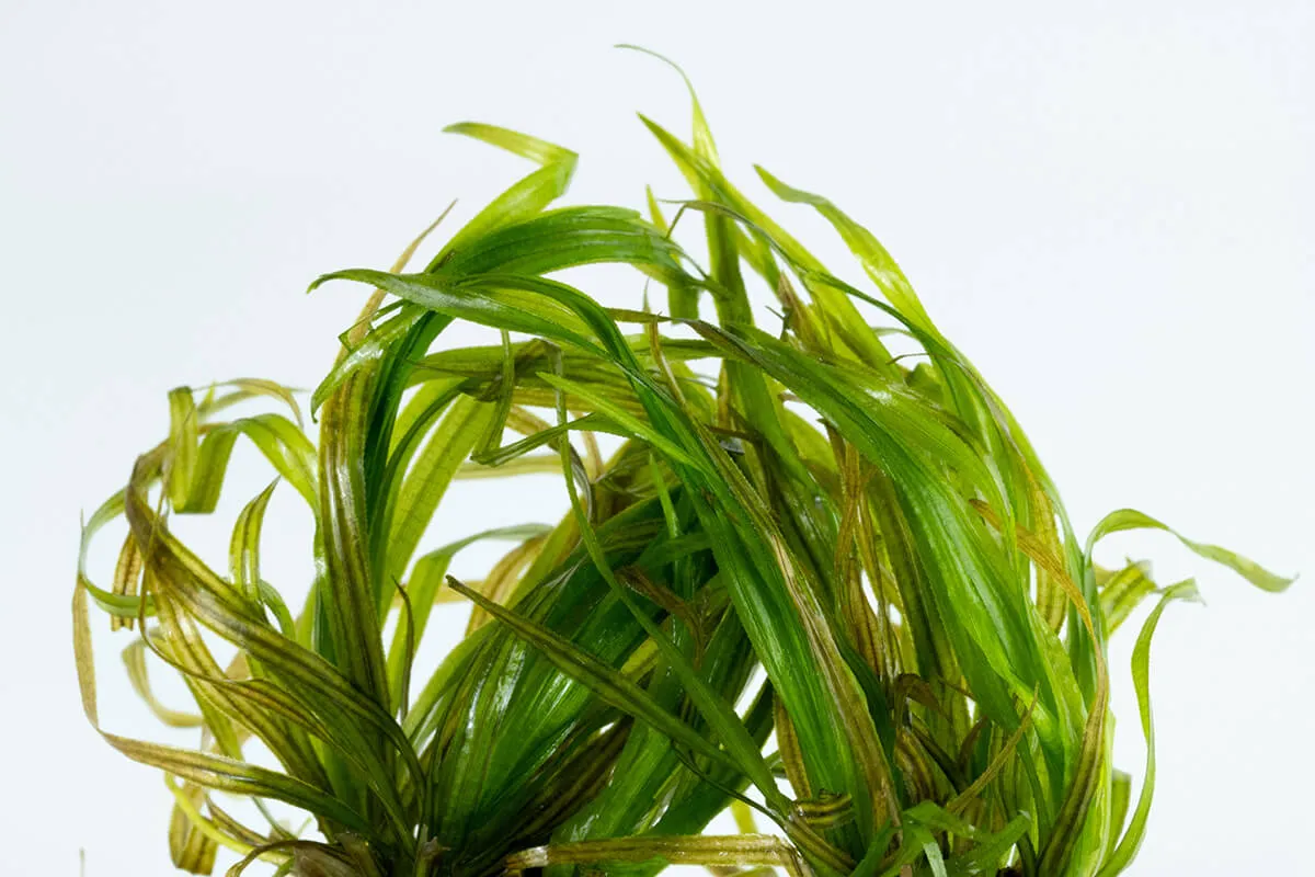 Akvarievalvet Blyxa japonica akvarieväxt tuva
