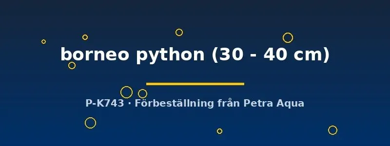 Mastacembelus Borneo Python akvariefisk 30–40 cm piggål