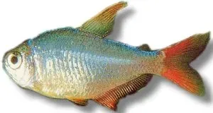 Näsets Ciklidhobby Moenkhausia columbiana akvariefisk 2–2,5 cm stim