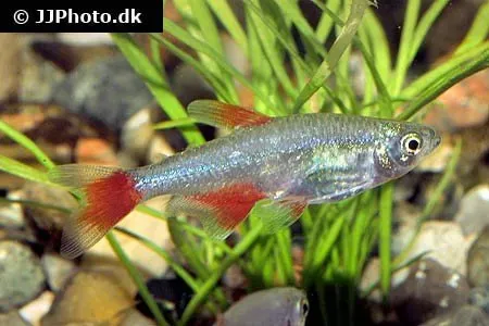 Näsets Ciklidhobby Blodfenstetra tetra 3 cm Aphyocharax