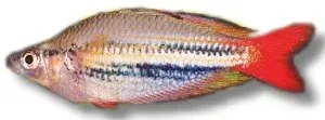 Näsets Ciklidhobby Melanotaenia splendida rubrostria regnbåge 4–6 cm