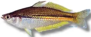 Näsets Ciklidhobby Papuensis Rainbow regnbågsfisk 4–5 cm