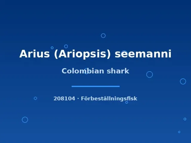 Näsets Ciklidhobby Colombian shark Arius seemanni mal 6–8 cm bräck