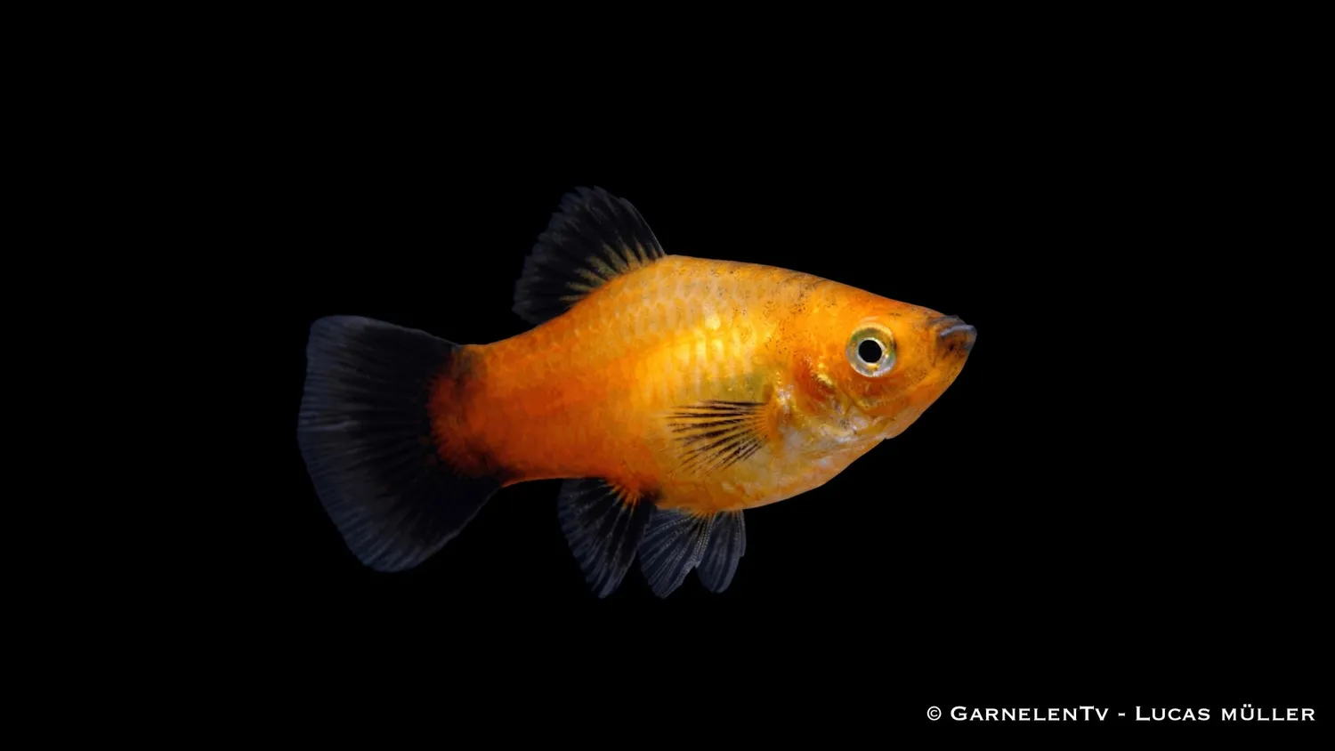 Garnelen TV Platy Gold Wagtail Xiphophorus 5-7 cm