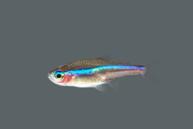 Näsets Ciklidhobby Paracheirodon simulans tetra 1,5–2 cm CB