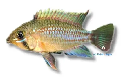 Apistogramma Algodon dvärgciklid XL stor