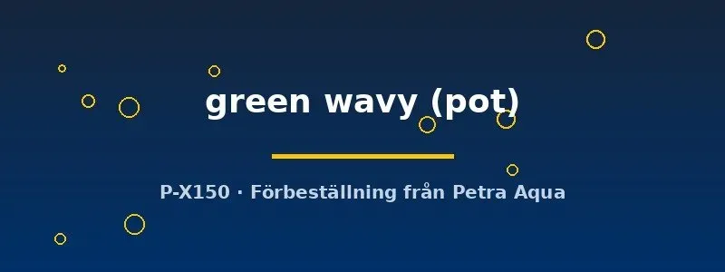 Näsets Ciklidhobby Bucephalandra green wavy kruka växt
