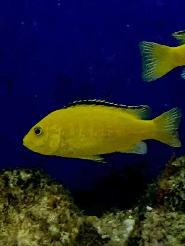 Näsets Ciklidhobby Labidochromis Caeruleus Golden ciklid 4–5 cm