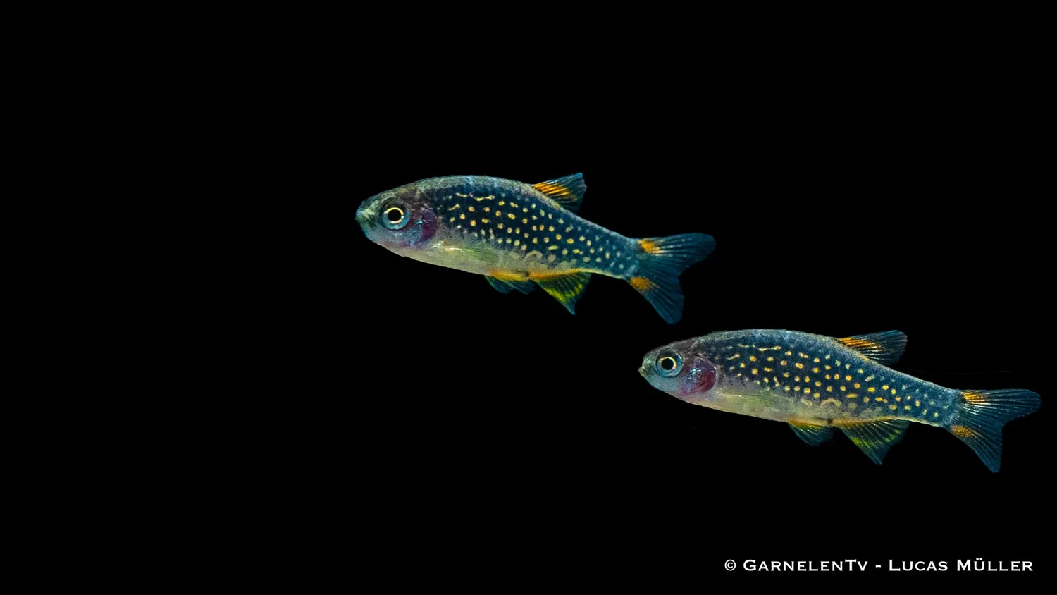 Garnelen TV Perlhuhnbärbling nanofisk Danio margaritatus