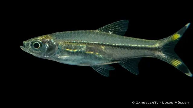 Garnelen TV Rasbora trilineata glasrasbora stimfisk sötvatten