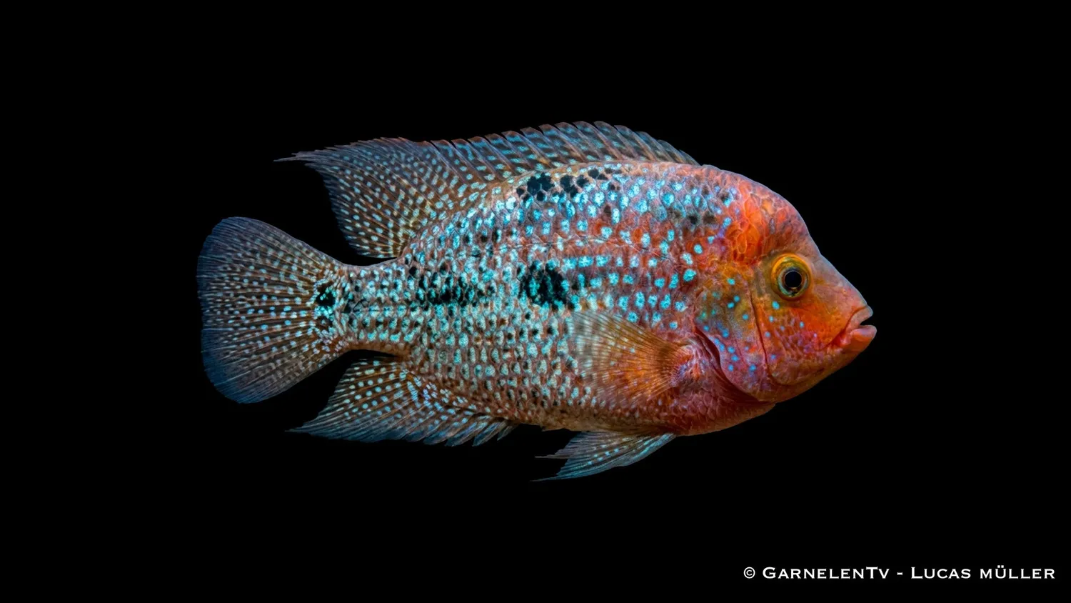 Garnelen TV Blue Spotted eldhuvudcichlid Cichlasoma synspilum