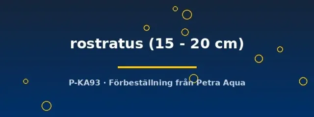 Petra-Aqua Gymnorhamphichthys Rostratus knivfisk 15–20 cm