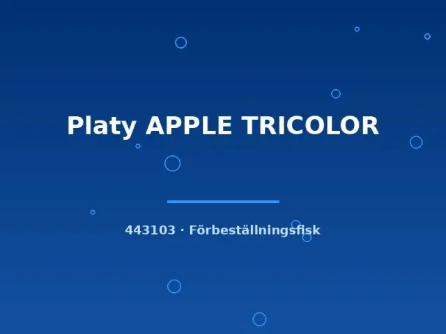 Näsets Ciklidhobby Platy Apple Tricolor lg trefärgad