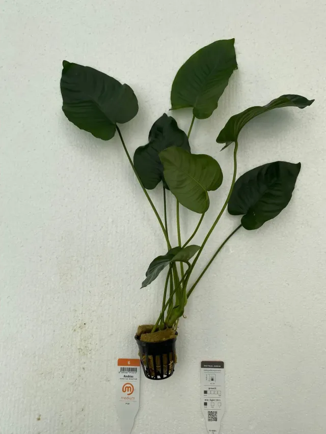 Anubias barteri broad leaf akvarieväxt Medium