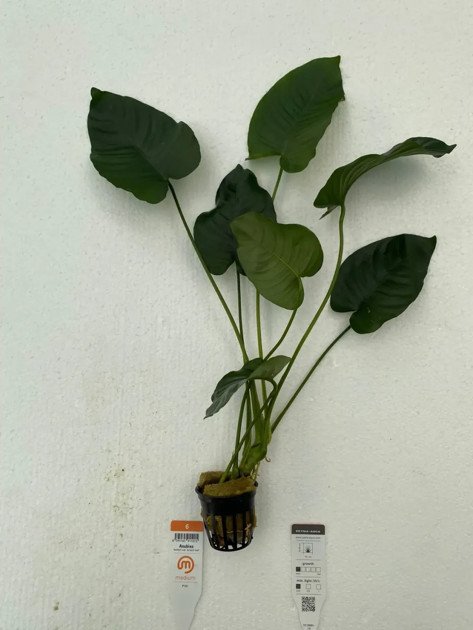 Anubias barteri broad leaf akvarieväxt Medium