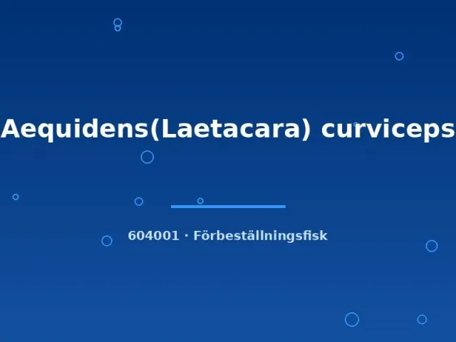 Näsets Ciklidhobby Laetacara curviceps akvariefisk 2-3 cm lugn dvärgciklid