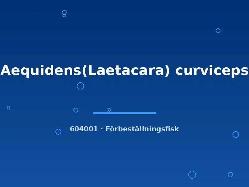 Näsets Ciklidhobby Laetacara curviceps akvariefisk 2-3 cm lugn dvärgciklid