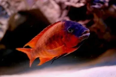 Näsets Petrochromis Red Bulu Point ciklid 4-5 cm