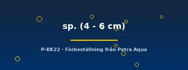Hypancistrus L004 sp. 4–6 cm mal mönstrad