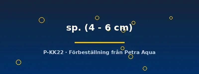 Hypancistrus L004 sp. 4–6 cm mal mönstrad