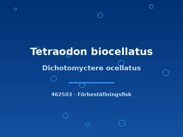 Näsets Ciklidhobby Dichotomyctere ocellatus kulfisk 3cm