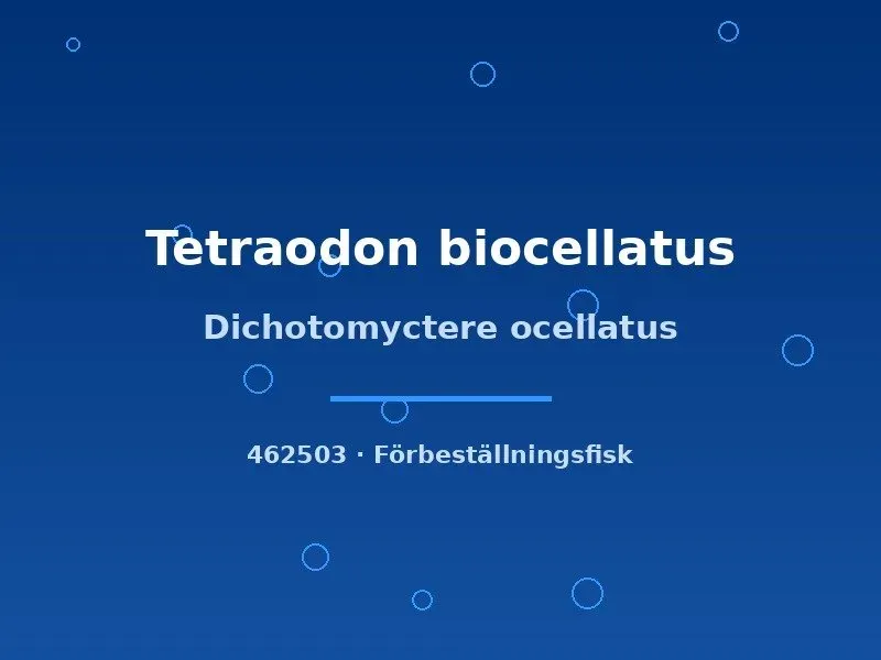Näsets Ciklidhobby Dichotomyctere ocellatus kulfisk 3cm