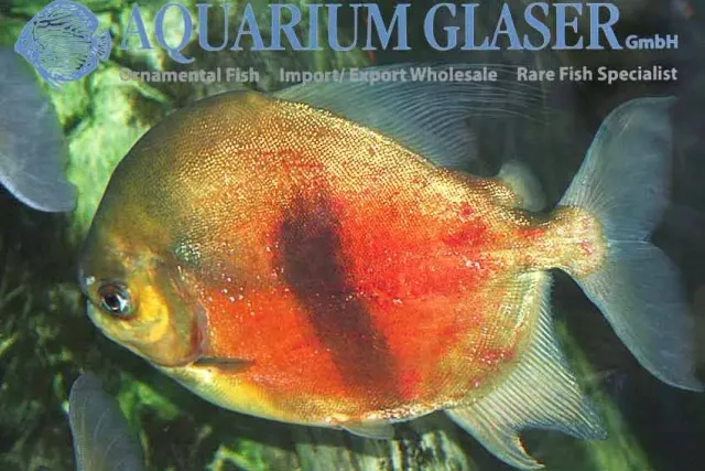 Näsets Ciklidhobby Myleus schomburgkii pacu 3-4 cm bandad