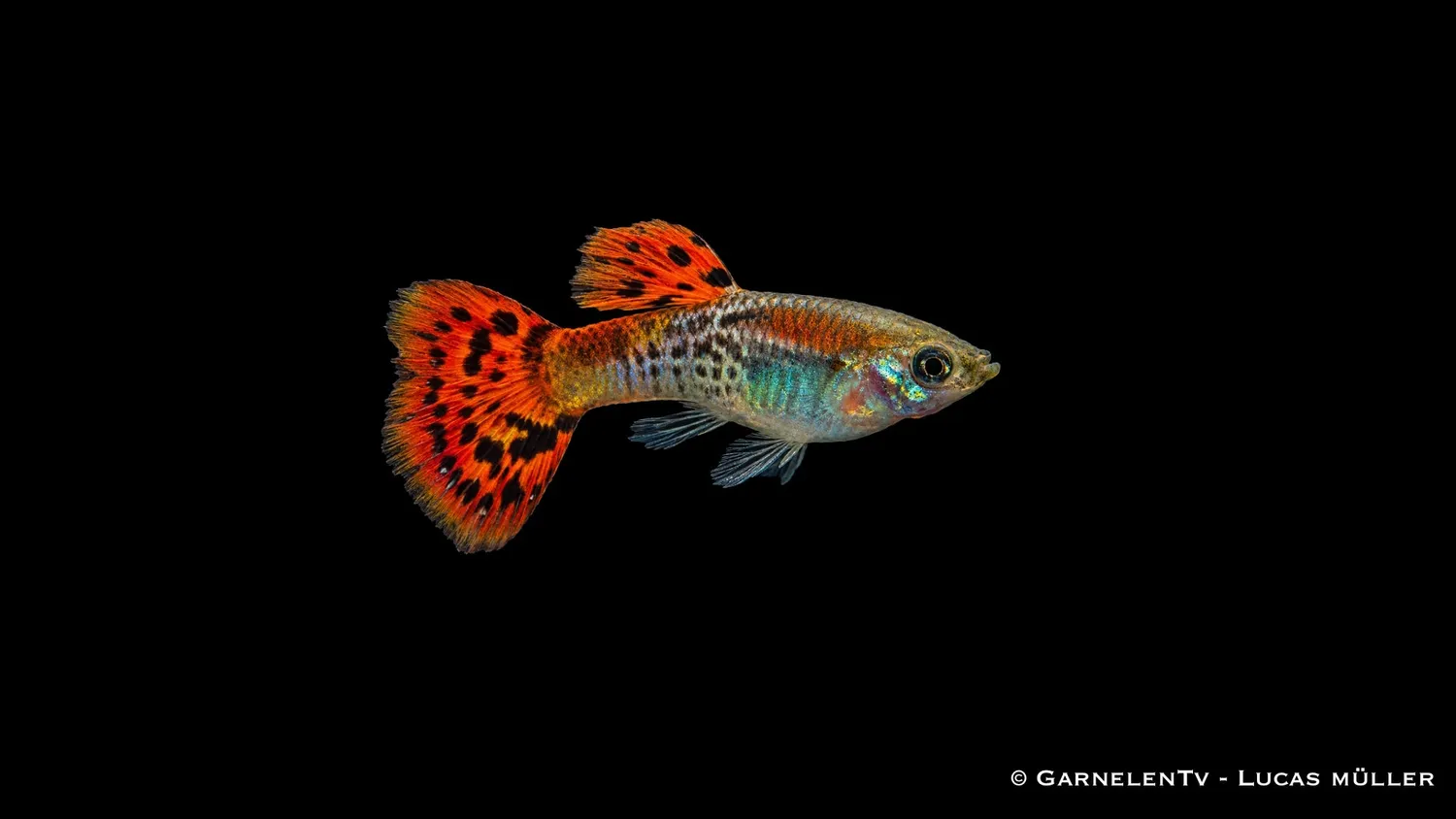 Garnelen TV Guppy Hanmix fisk 20-pack 5 färger