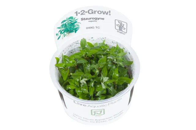 Akvarievalvet Staurogyne repens akvarieväxt förgrund