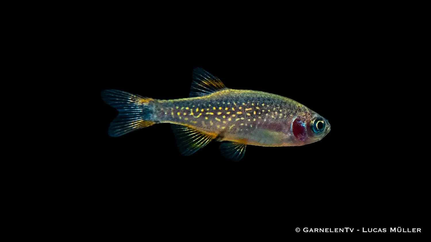 Garnelen TV Perlhuhnbärbling nanofisk Danio margaritatus
