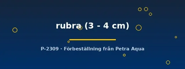Näsets Ciklidhobby Moenkhausia rubra tetrafisk 3–4 cm röd stimfisk