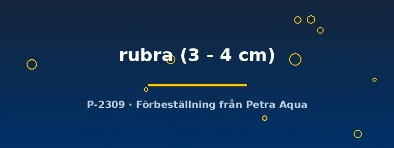Näsets Ciklidhobby Moenkhausia rubra tetrafisk 3–4 cm röd stimfisk