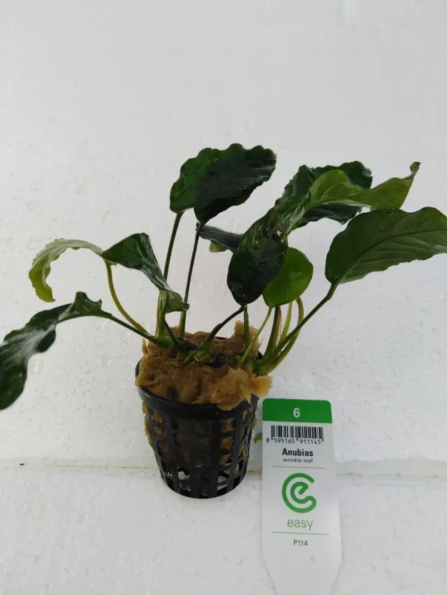 Näsets Ciklidhobby Anubias barteri Wrinkle Leaf akvarieväxt Medium