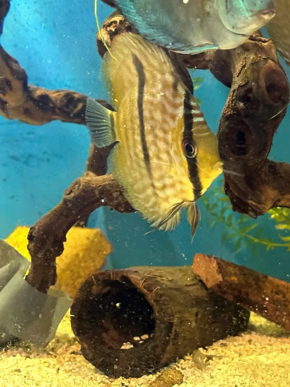 Näsets Ciklidhobby Diskus Wild Heckel akvariefisk Rio Negro