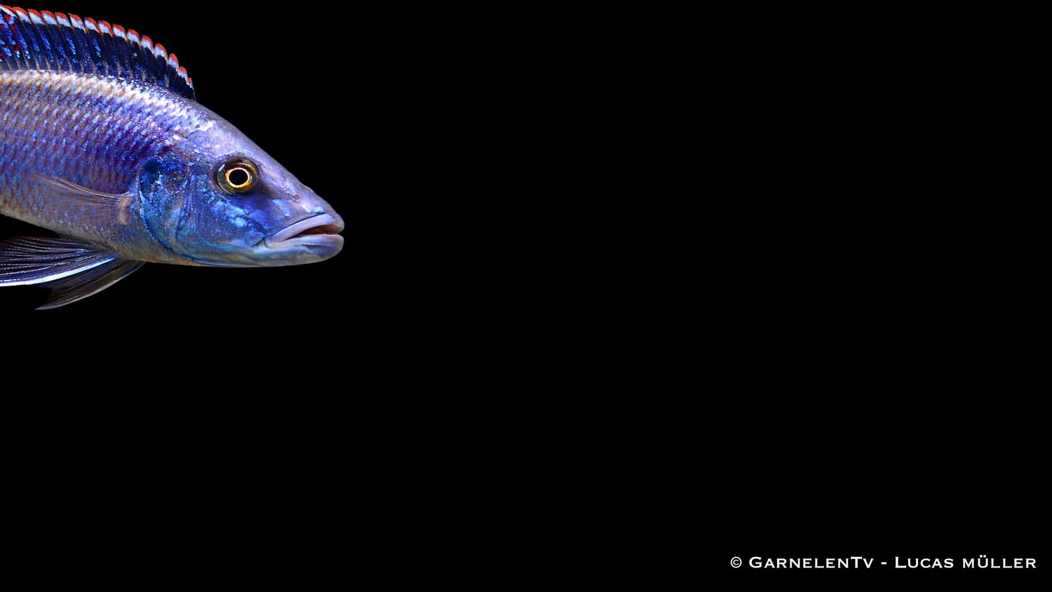 Garnelen TV Dimidiochromis compressiceps ciklid Malawi